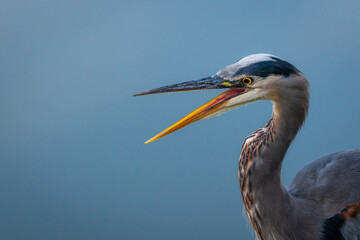 Fototapeta premium great blue heron