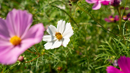 Obraz premium 西都原古墳群地帯、コスモス、宮崎県、風土記の丘、古墳