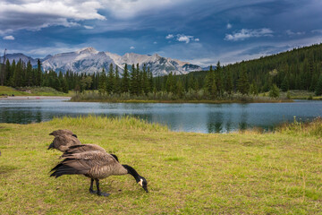 Canadian Geese in a meadow