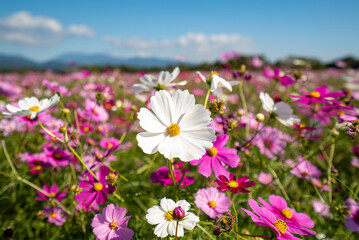 西都原古墳群地帯、コスモス、宮崎県、風土記の丘、古墳