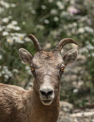 Rocky Mountain Big Horned Sheep