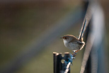 Female blue fairy wren