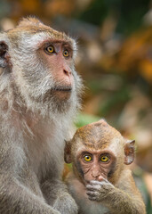 Fototapeta premium Crab-eating macaque with its baby 