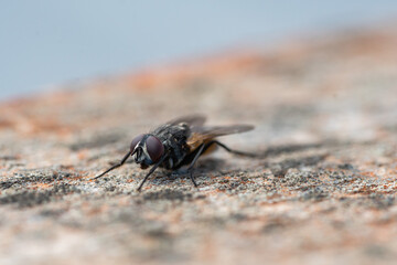 Macro of a horse fly whilst stationary