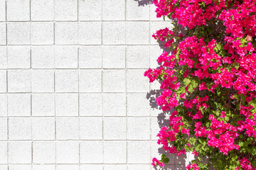 Hot pink bougainvillea on a blank, white block wall background with copy space