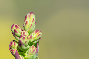Macro of a cactus flower in bloom