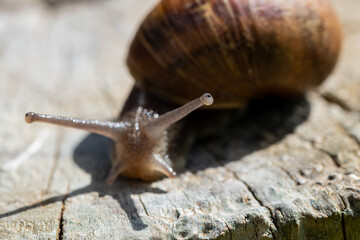 snail on wooden perch