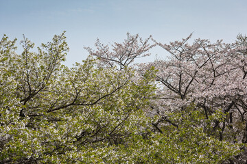 霧島市丸岡公園の満開のサクラ	