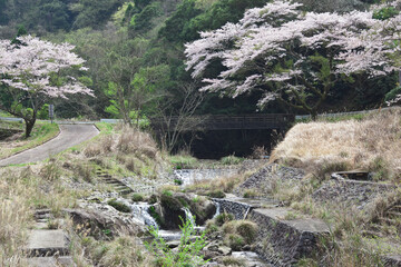 Obraz premium 入来清浦ダム周辺の山あいに咲く桜 