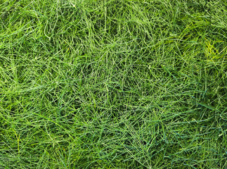 dried dill, an aromatic herbal food dressing