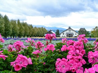 満開のゼラニュームと十勝連峰のコラボ情景＠富良野、北海道