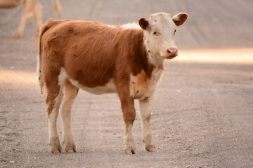 little calf standing in the middle of the street