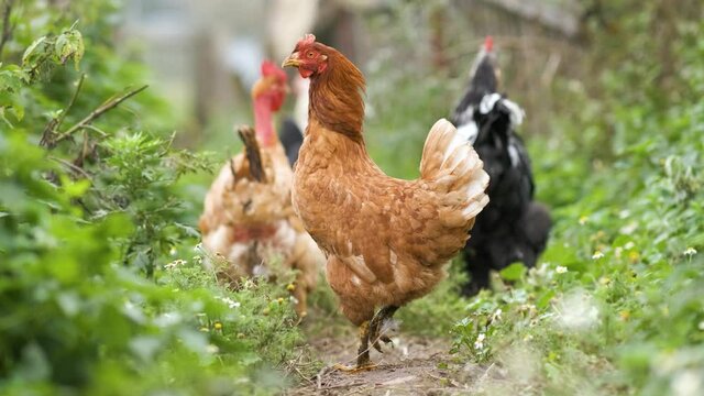 Hens feeding on traditional rural barnyard. Close up of chicken on barn yard. Free range poultry farming concept.