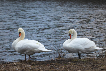 Swan Couple Stand on the Bank