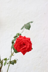 red rose with green leaves on white background
