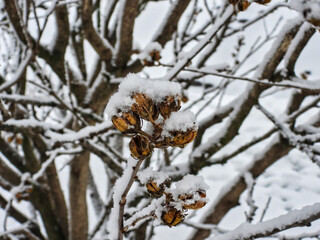 Snow Covered Rose of Sharon Flower Buds: In the dead of winter, Rose of  Sharon hibiscus flower buds frozen on a cold winter day