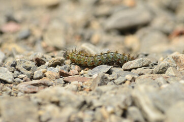 caterpillar with selective focus on the stones