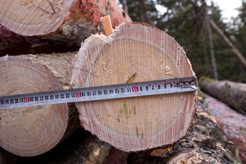 Close-up. The ruler measures the cut diameter of the wood.