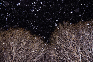 Snowfall, Falling snow in winter night. Trees branches in snow, abstract background with copyspace