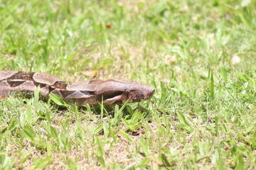 large constrictor snake in the grass