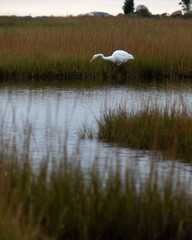 Great White Egret Hunting II