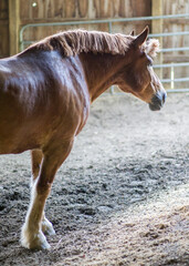 Large clydesdale horse in an indoor arean