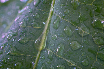 hoja mojada