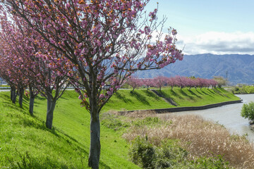 春の堤防と桜　Spring Embankment and Cherryblossom	