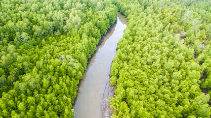 aerial view of mangrove forest at Sabah Borneo, Malaysia.
