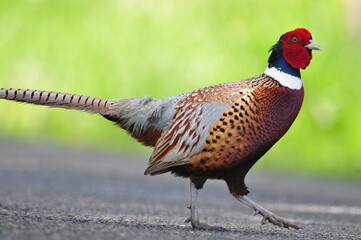 The common pheasant is a bird in the pheasant family. Ring-necked pheasant is both the name used for the species as a whole in North America, It has been widely introduced elsewhere as a game bird.