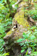 Fallen tree in the forest