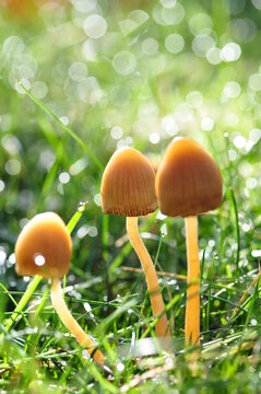 3 wild mushrooms, Closeup Of Yellow And Orange Poisonous,  Picture Of 3 Wild Mushrooms On A Wood Background, wonderful, friendship