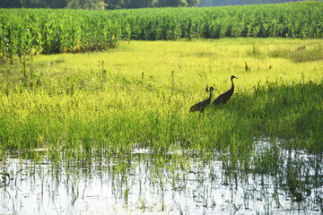 Obraz na płótnie Canvas Two Sandhill Cranes
