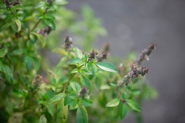 Close up of basil in garden