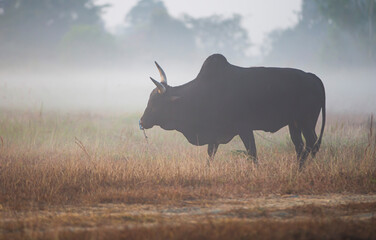 cows grazing in a field