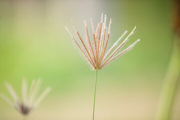 close up of grass