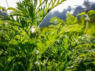Acmella is a genus of plants in the aster family, Asteraceae, described as a genus in 1807. It is native to the Americas and has been introduced to Asia, Africa, the Pacific islands, and Australia.