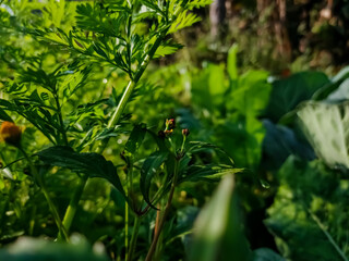 Acmella is a genus of plants in the aster family, Asteraceae, described as a genus in 1807. It is native to the Americas and has been introduced to Asia, Africa, the Pacific islands, and Australia.