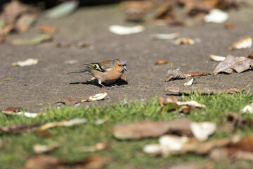 finch