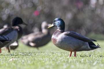 ducks paradise
