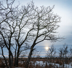 Fototapeta na wymiar winter sky and trees