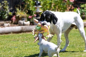 English pointer playing  with toy