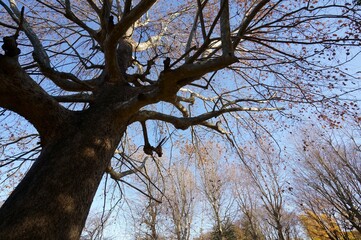 冬のアメリカスズカケノキ
