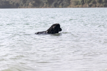 Newfoundland at the beach swimming
