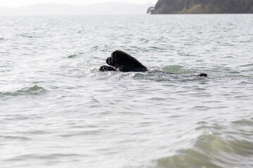 Newfoundland at the beach swimming