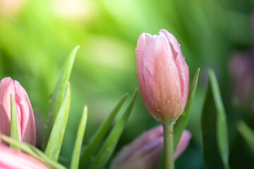 Fototapeta premium Beautiful bouquet of tulips. colorful tulips. nature background