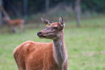 red deer hind