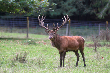 red deer stag