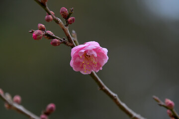 楊貴妃という名前の淡いピンク色の紅梅