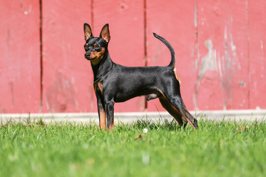 miniature pinscher standing